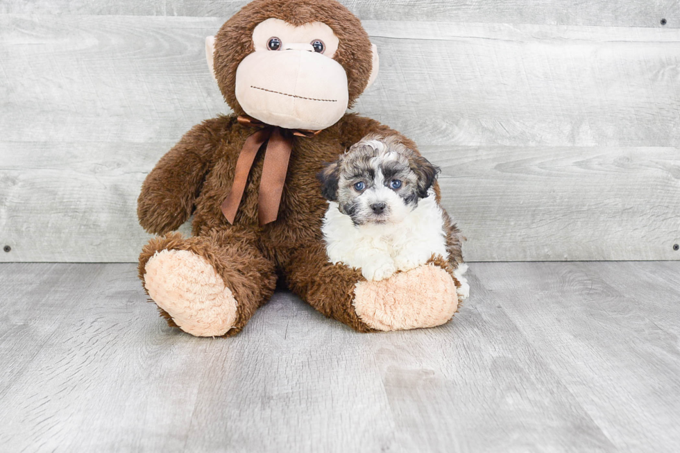 Havanese Pup Being Cute