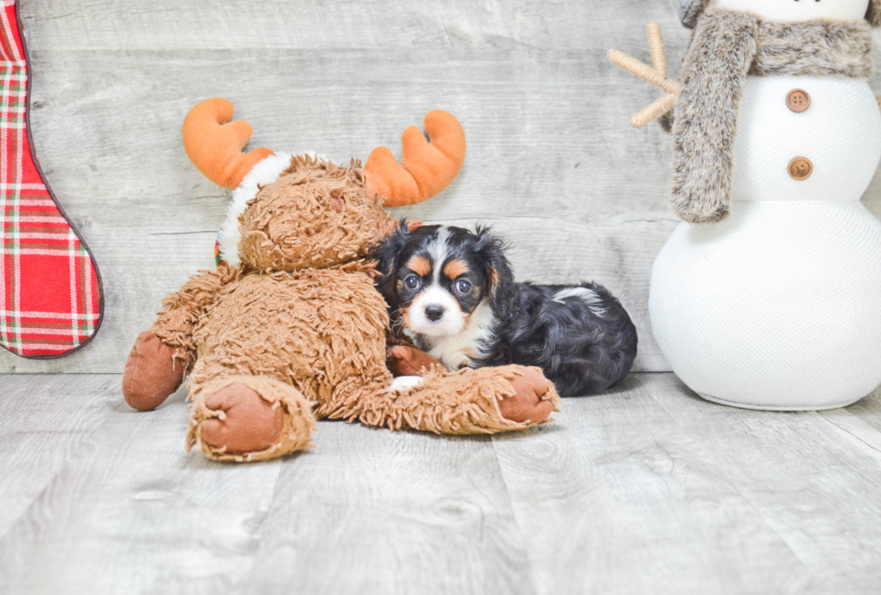 Cavalier King Charles Spaniel Pup Being Cute