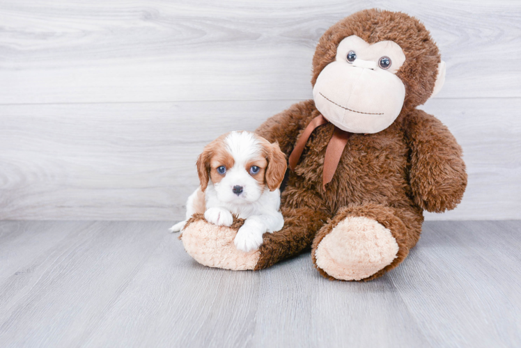 Cavalier King Charles Spaniel Puppy for Adoption