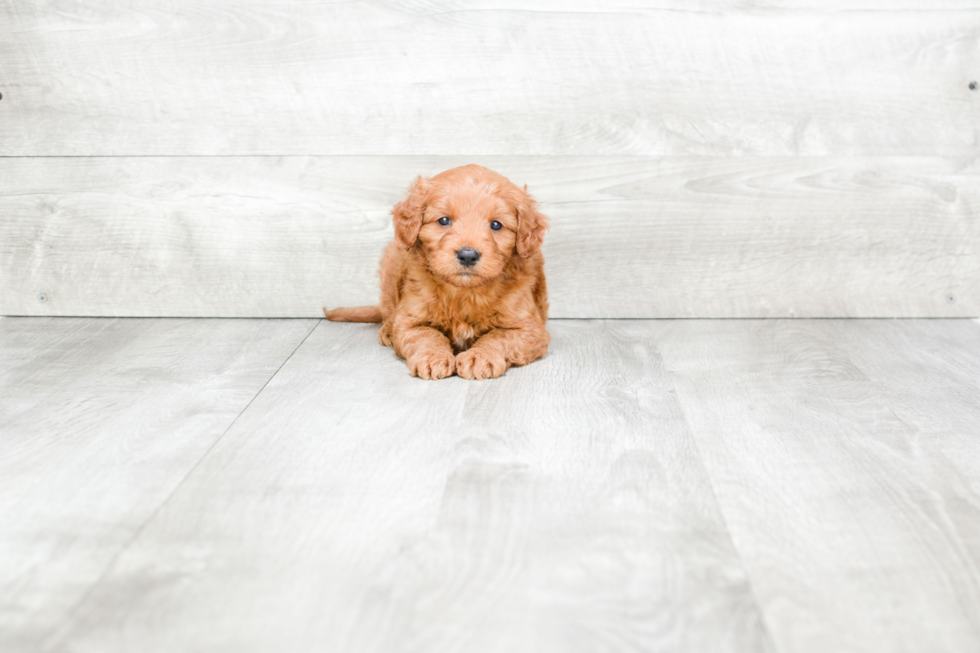 Sweet Mini Goldendoodle Baby