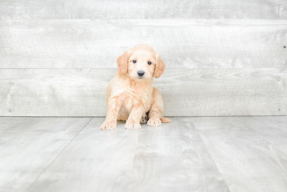 Mini Goldendoodle Pup Being Cute