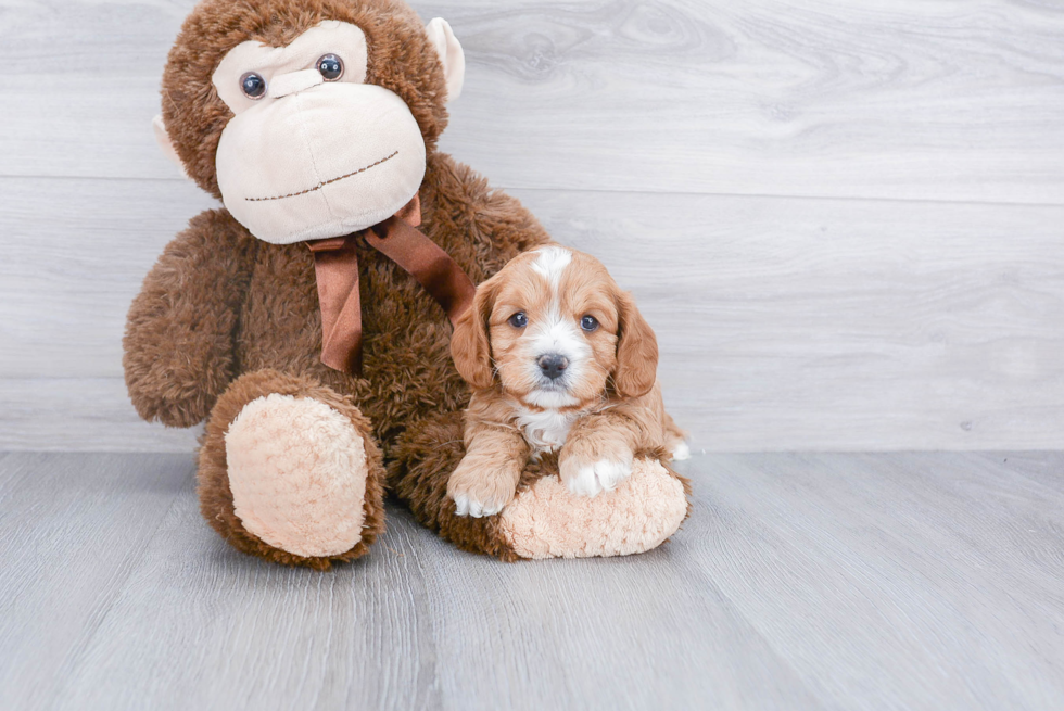 Best Cavapoo Baby