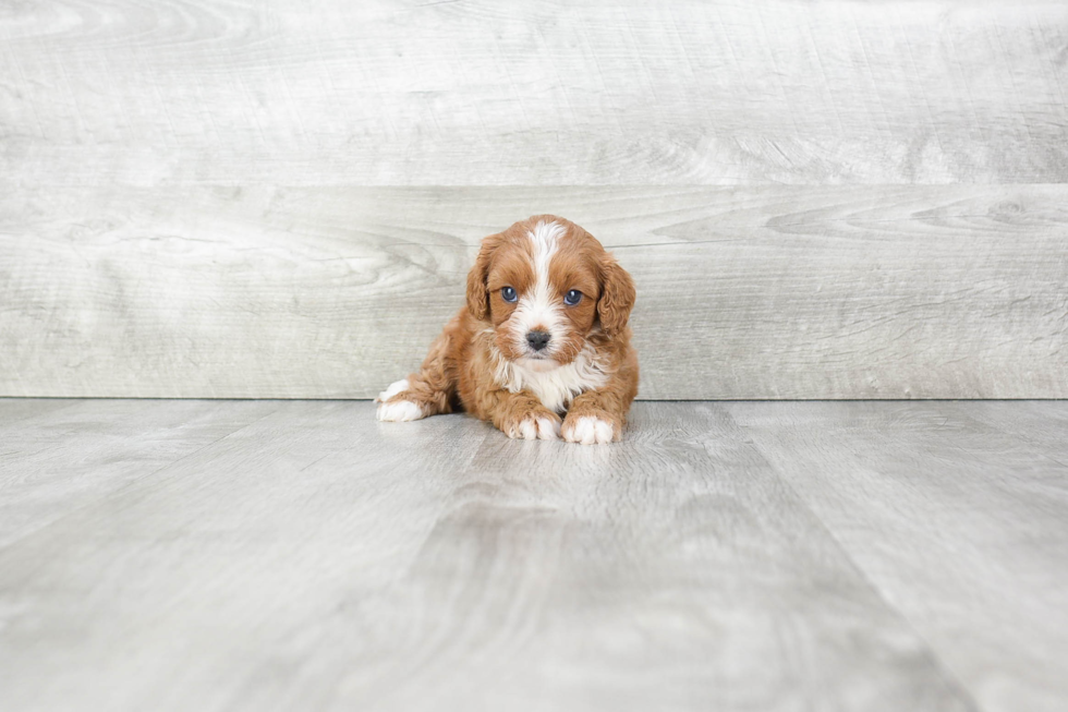 Best Cavapoo Baby