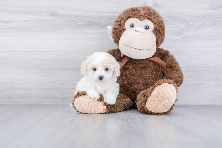 Fluffy Maltipoo Poodle Mix Pup