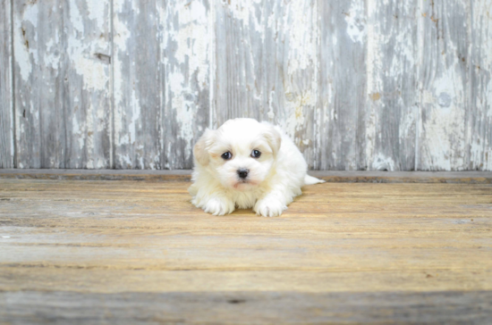 Cute Teddy Bear Baby