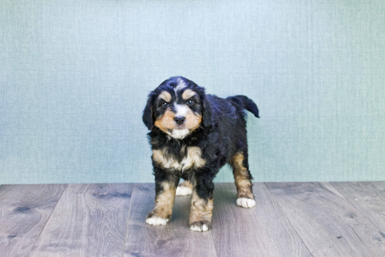 Little Bernadoodle Poodle Mix Puppy