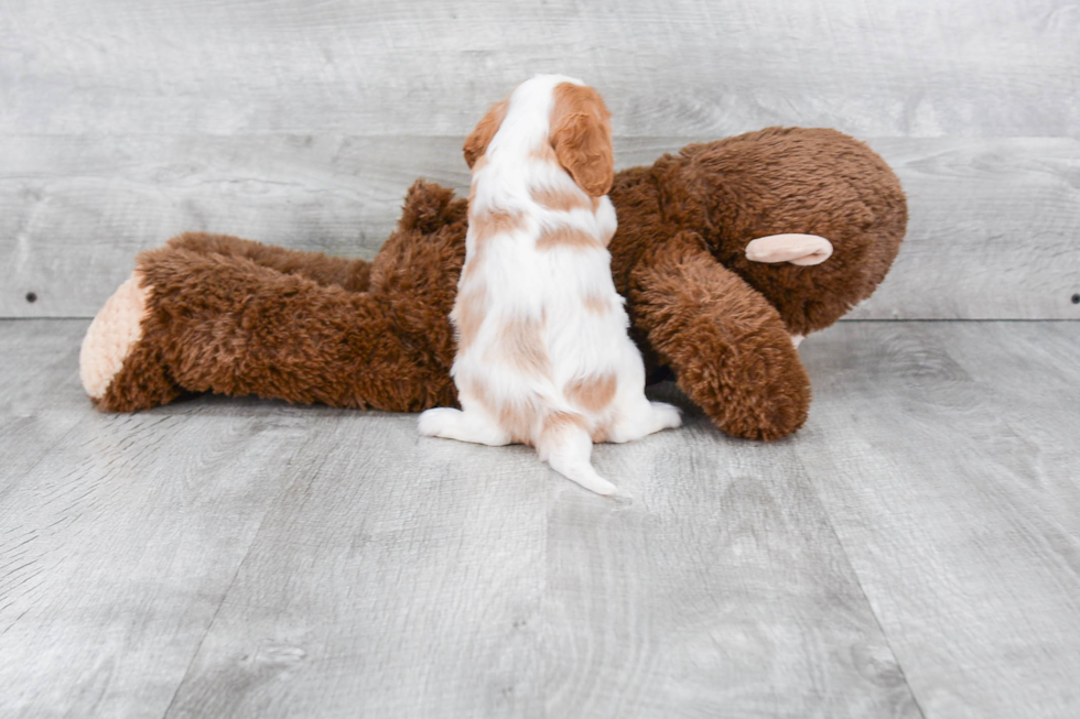 Hypoallergenic Cavalier King Charles Spaniel Purebred Pup