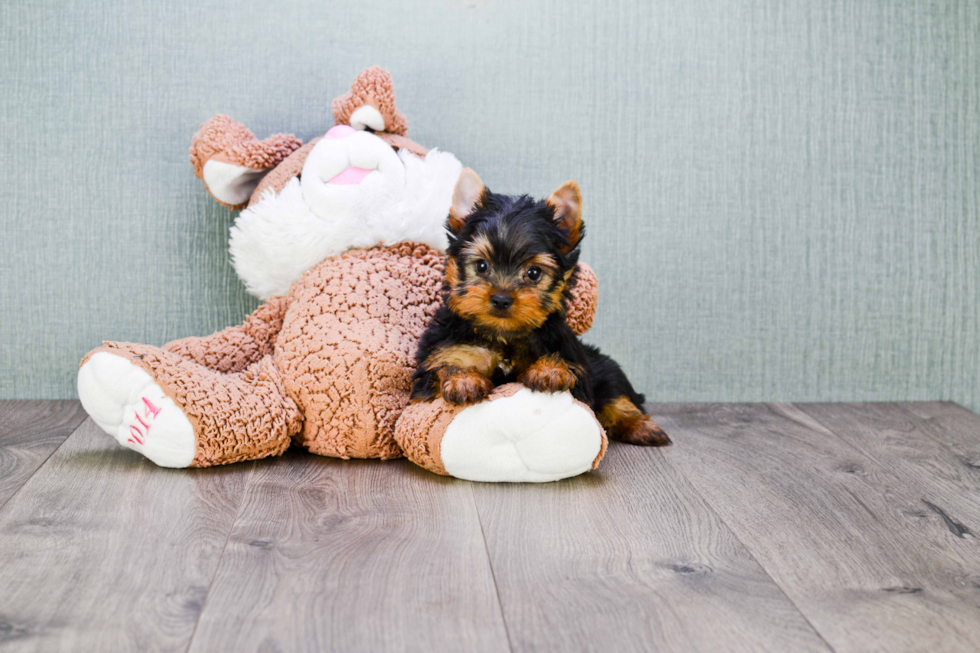 Meet Eli - our Yorkshire Terrier Puppy Photo 