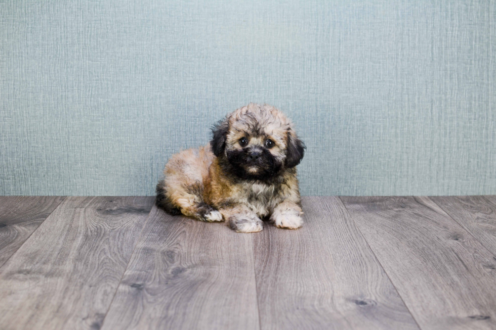 Teddy Bear Puppy for Adoption