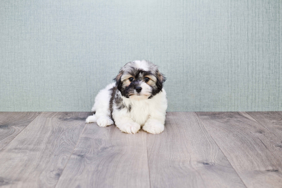 Havanese Pup Being Cute