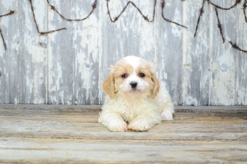 Hypoallergenic Cavalier Designer Puppy