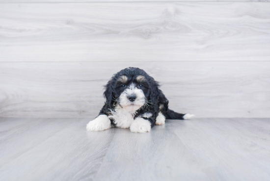 Best Mini Bernedoodle Baby