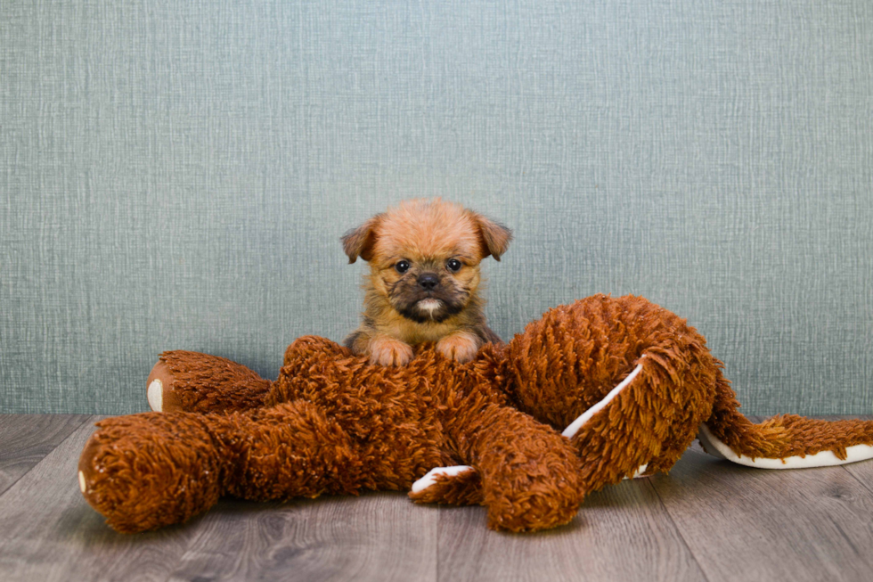 Brussels Griffon Pup Being Cute