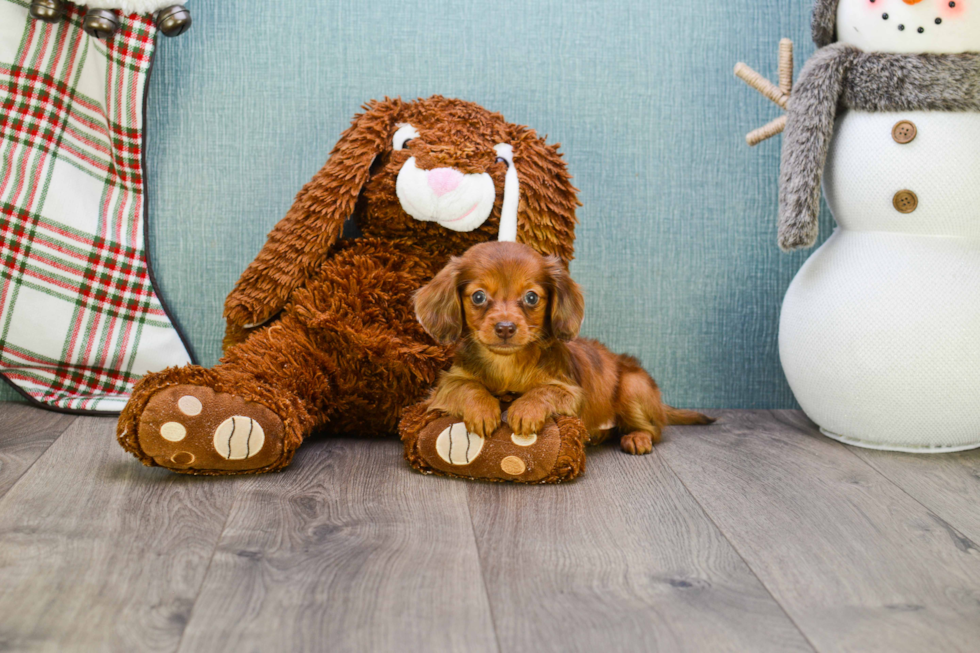 Cute Dachshund Purebred Pup