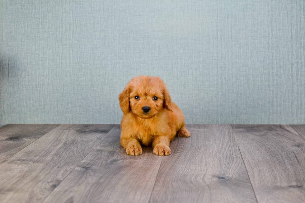 Best Mini Goldendoodle Baby