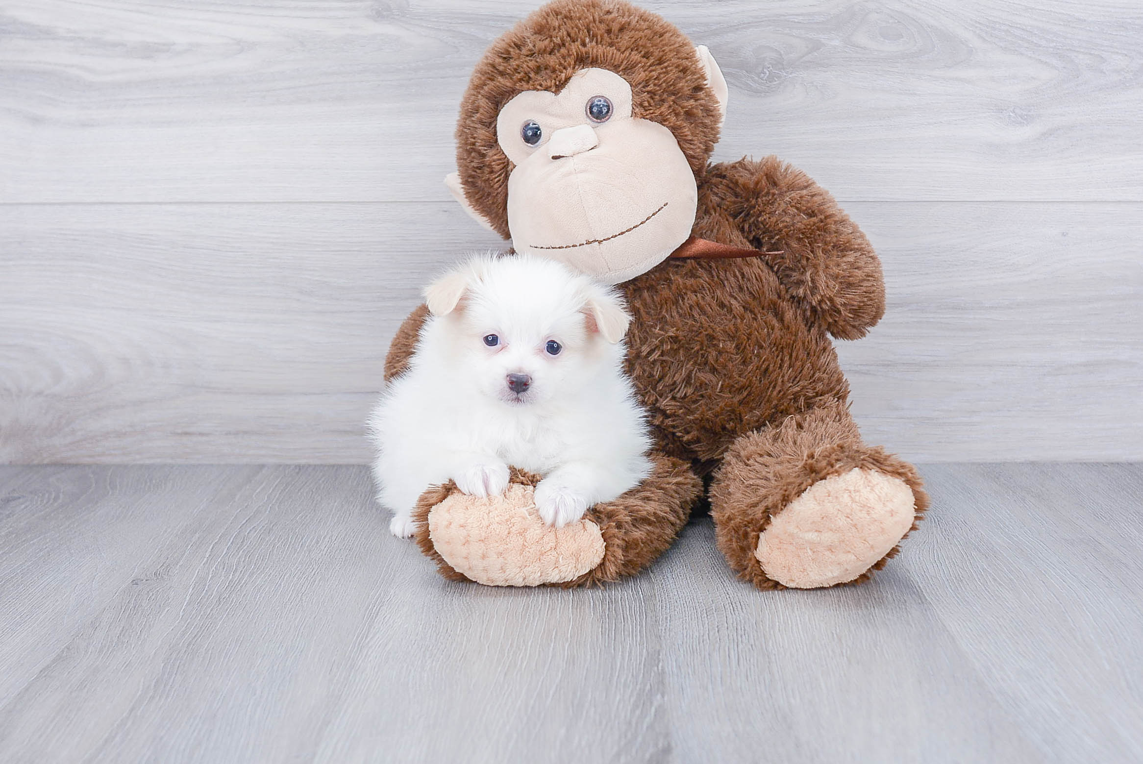 Pomeranian Puppy for Adoption