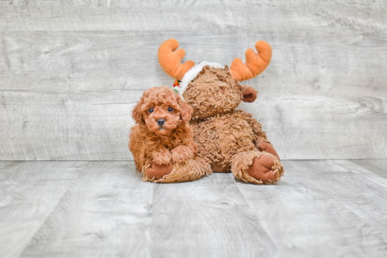 Playful Poodle Baby