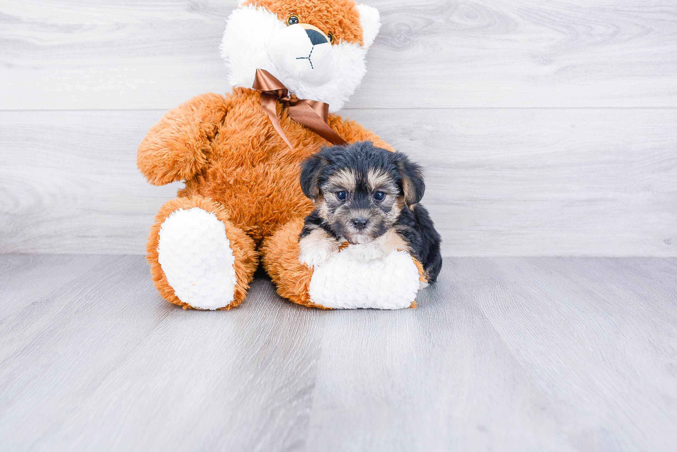 Playful Yorkie Designer Puppy