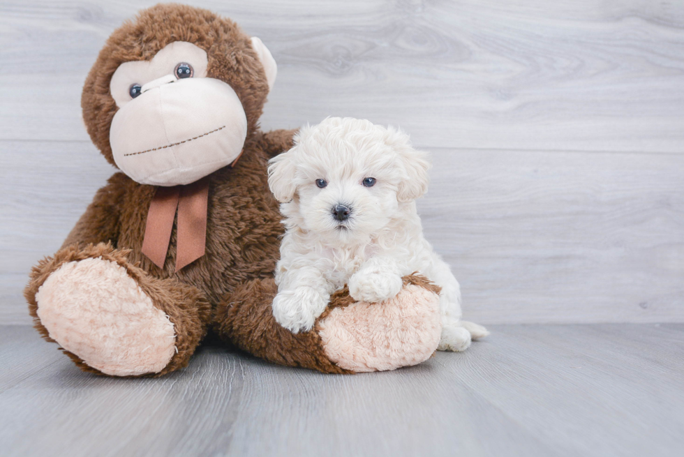 Sweet Maltipoo Baby