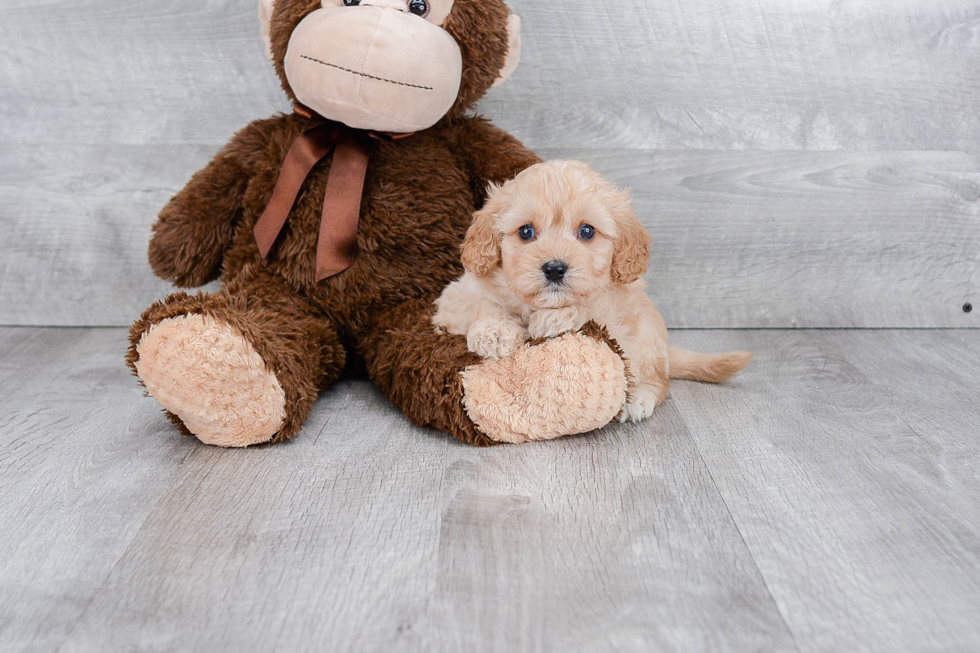 Happy Cavapoo Baby