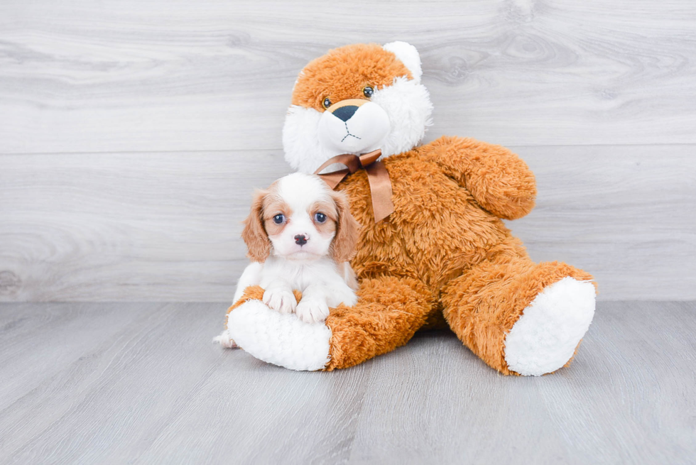 Small Cavalier King Charles Spaniel Baby