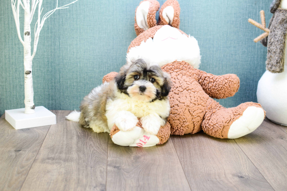 Havanese Puppy for Adoption
