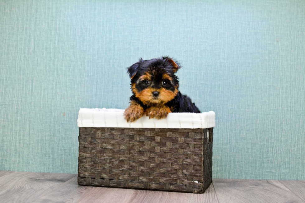 Meet Tj - our Yorkshire Terrier Puppy Photo 