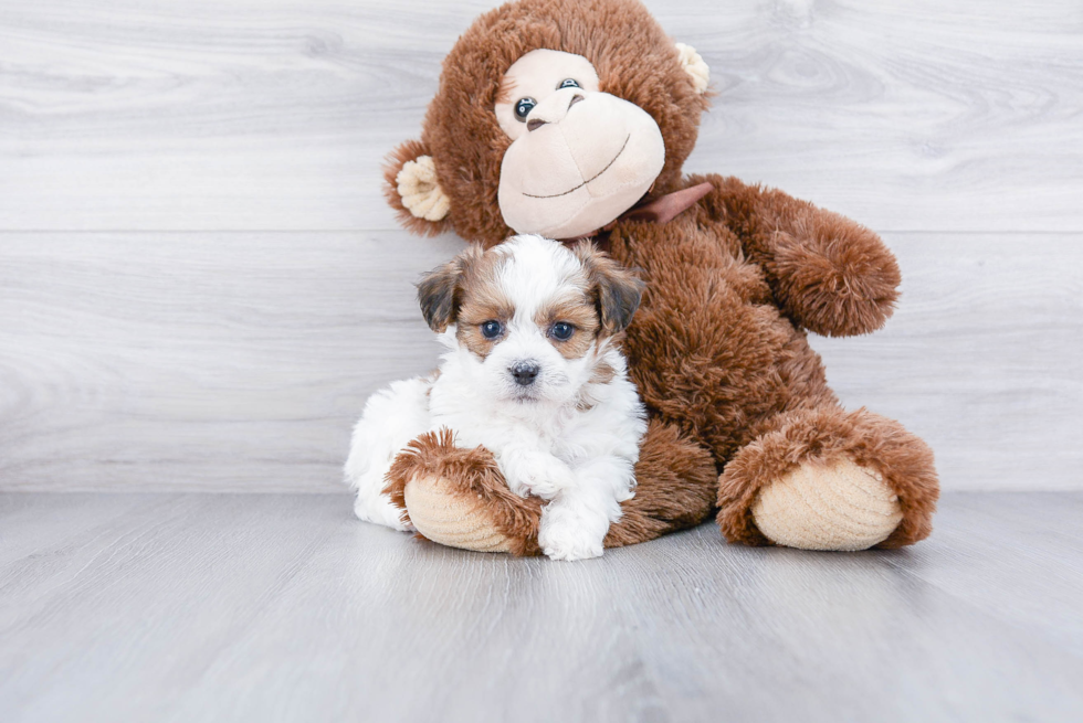 Adorable Shichon Designer Puppy