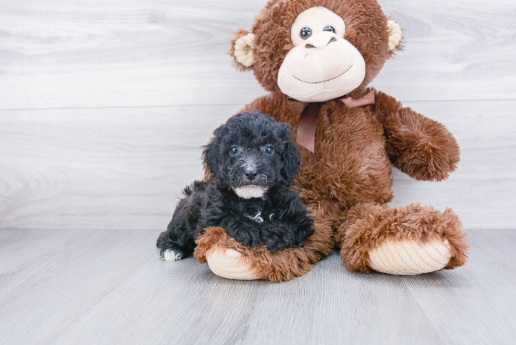 Best Poodle Baby