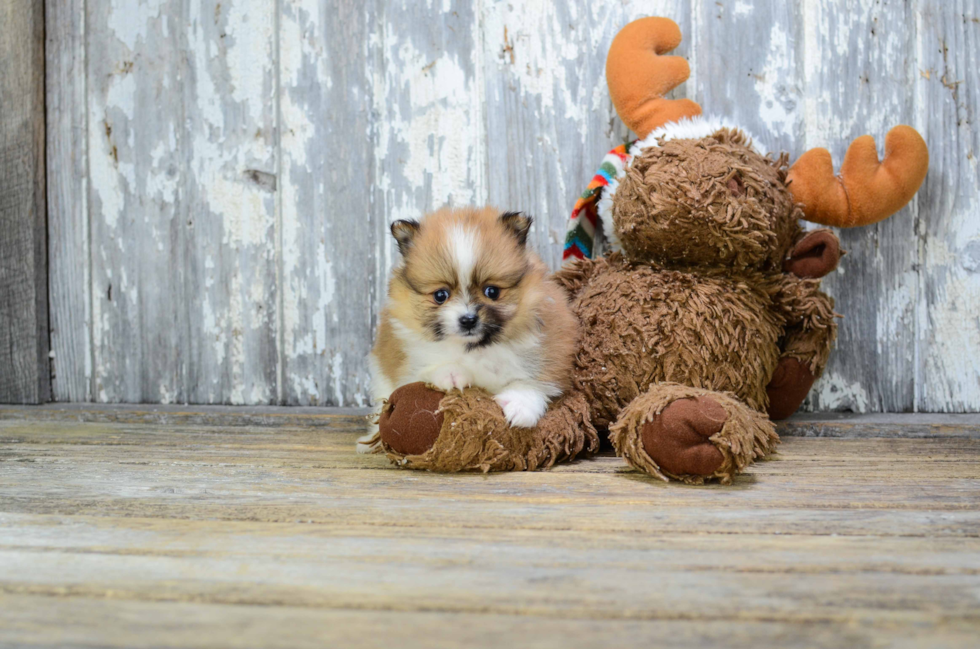 Pomeranian Puppy for Adoption