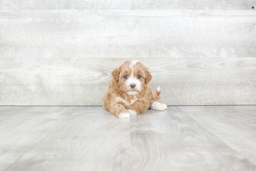 Cavapoo Puppy for Adoption