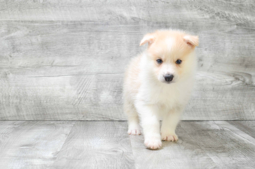 Sweet Pomsky Baby