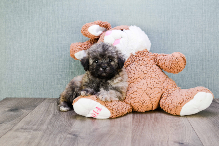 Funny Teddy Bear Designer Pup