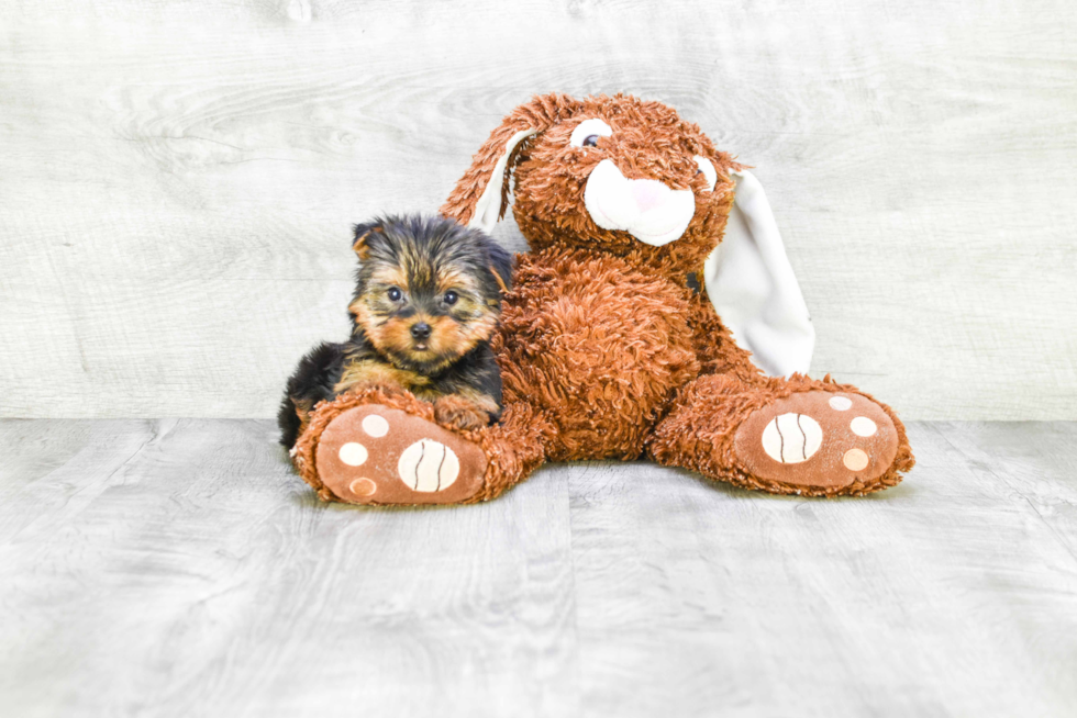 Meet Jeremy - our Yorkshire Terrier Puppy Photo 