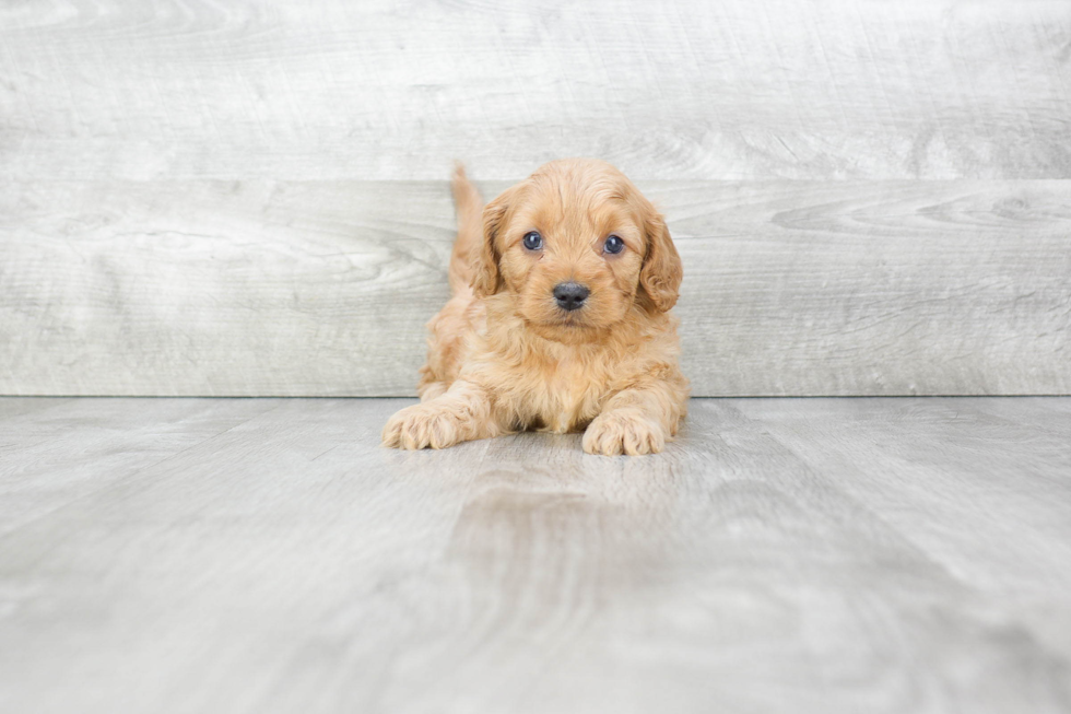 Cavapoo Puppy for Adoption