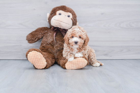 Small Mini Goldendoodle Baby