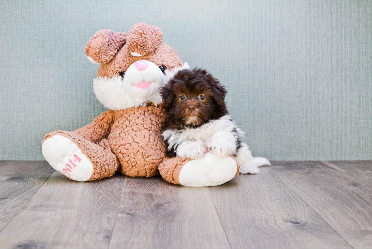 Havanese Pup Being Cute