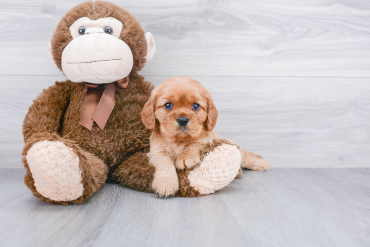 Cockapoo Pup Being Cute