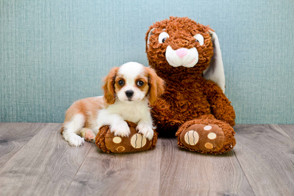 Little Cavalier King Charles Spaniel Baby