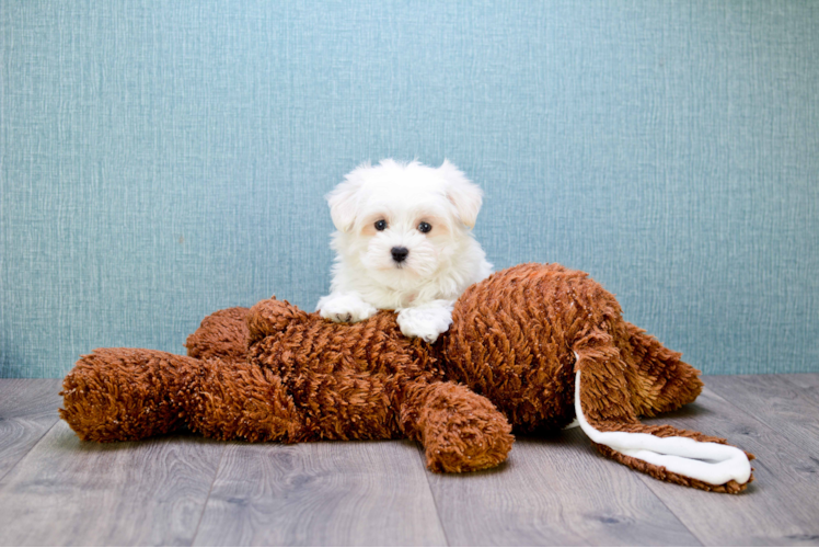 Akc Registered Maltese Purebred Pup