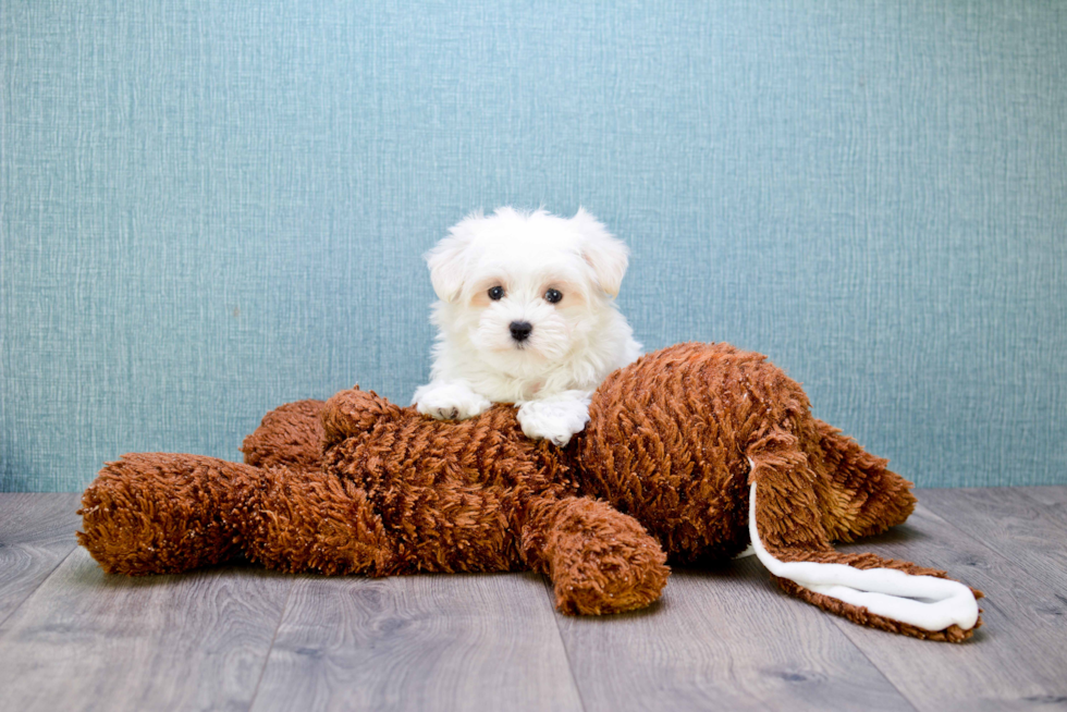 Akc Registered Maltese Purebred Pup