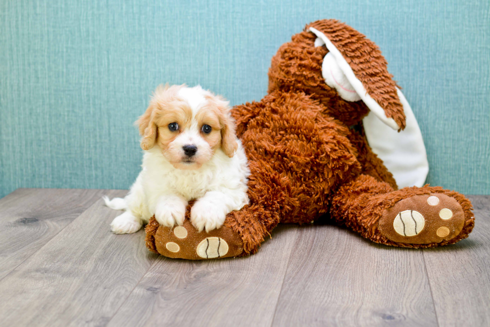 Small Cavachon Baby