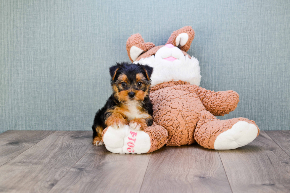 Meet Diddy - our Yorkshire Terrier Puppy Photo 
