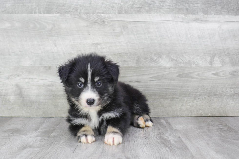 Cute Pomsky Baby