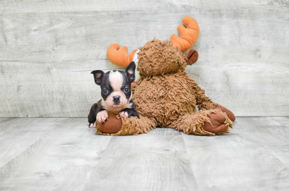 Best Boston Terrier Baby