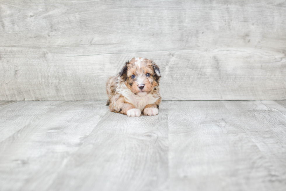 Cute Mini Sheltidoodle Mix Puppy