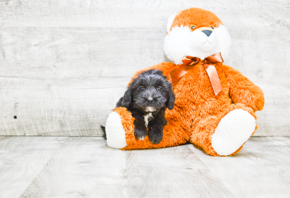 Energetic Labrador Poodle Mix Puppy