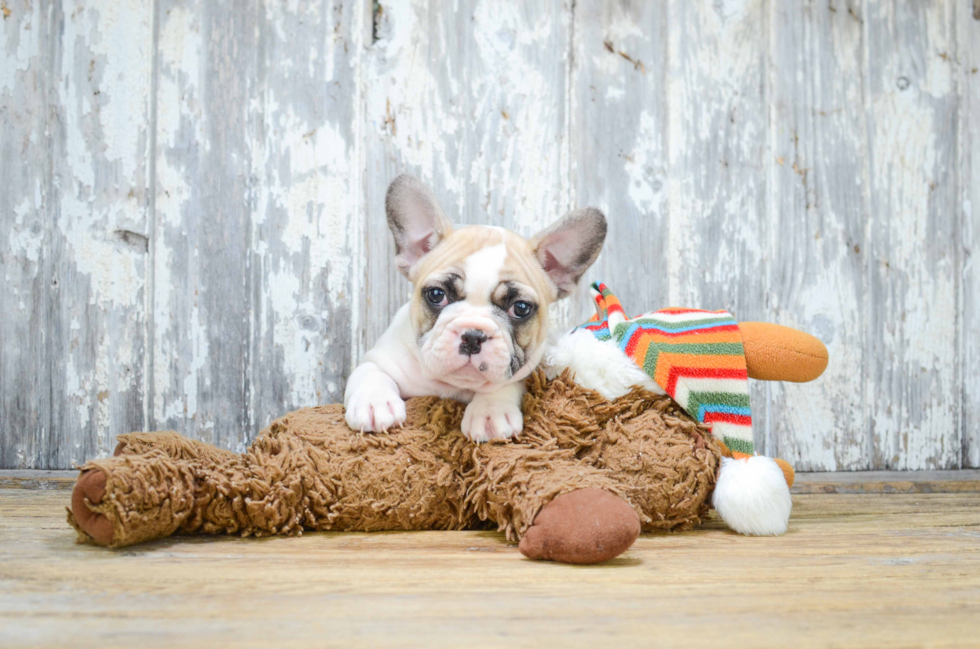 Sweet Frenchie Purebred Puppy