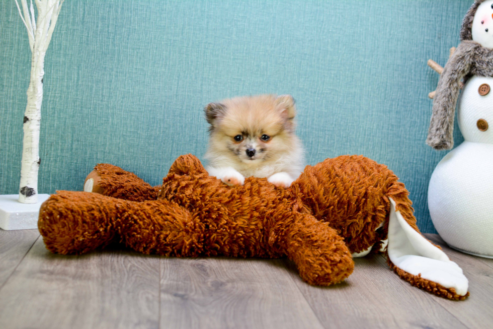 Pomeranian Pup Being Cute