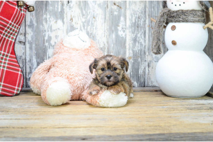 Shorkie Pup Being Cute